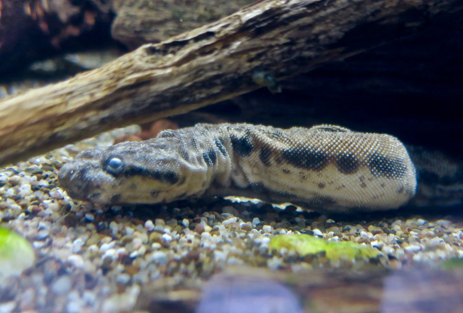 Elephant Trunk Snake (Acrochordus javanicus)