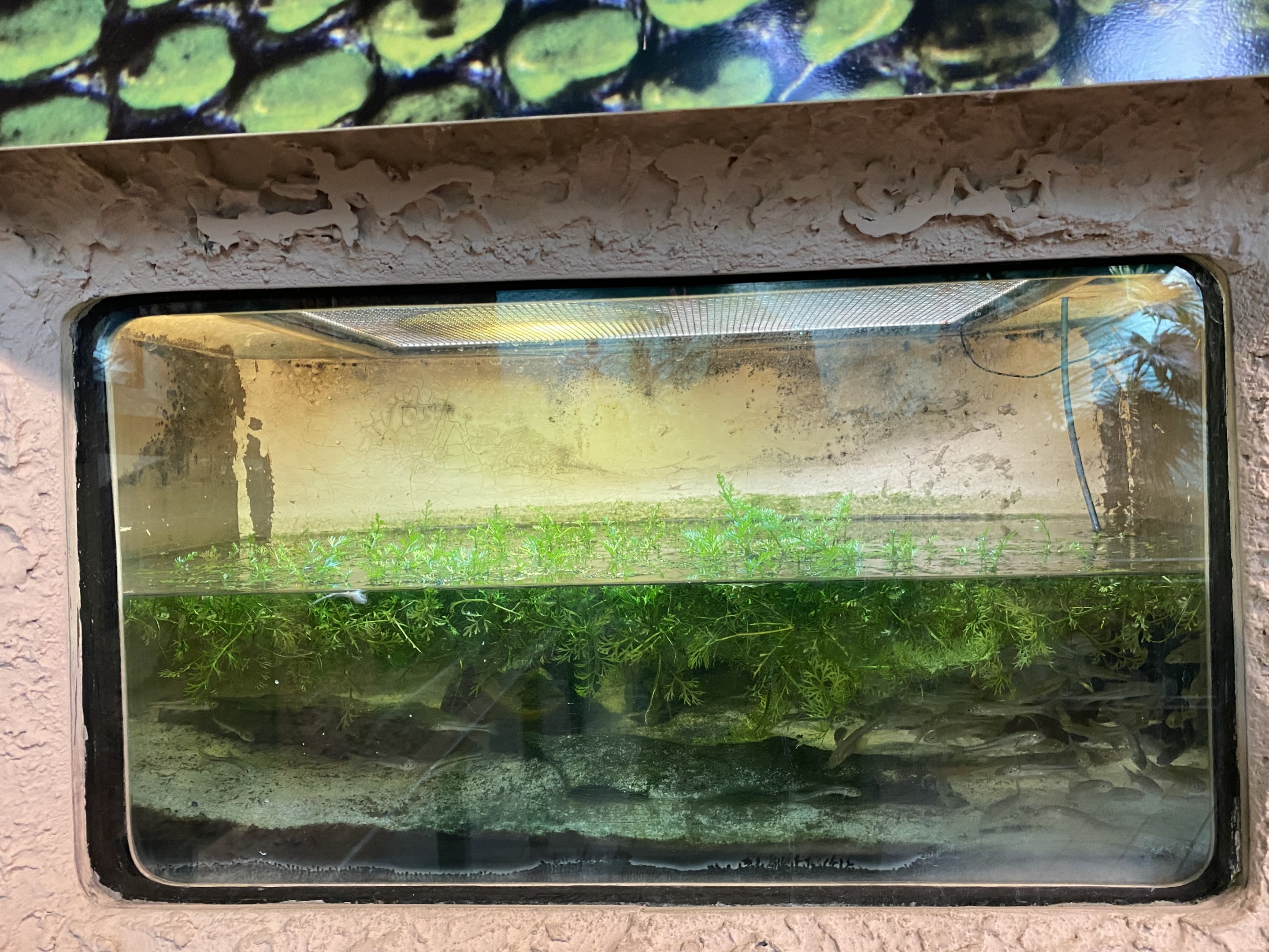 Elephant Trunk Snake Tank