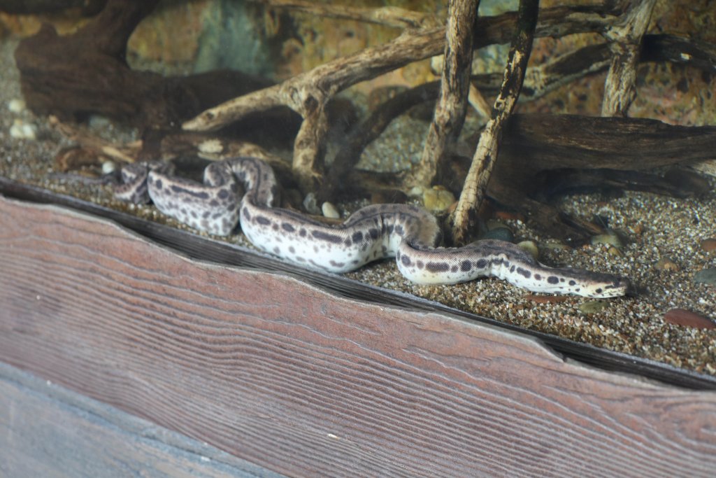 Elephant Trunk Snake