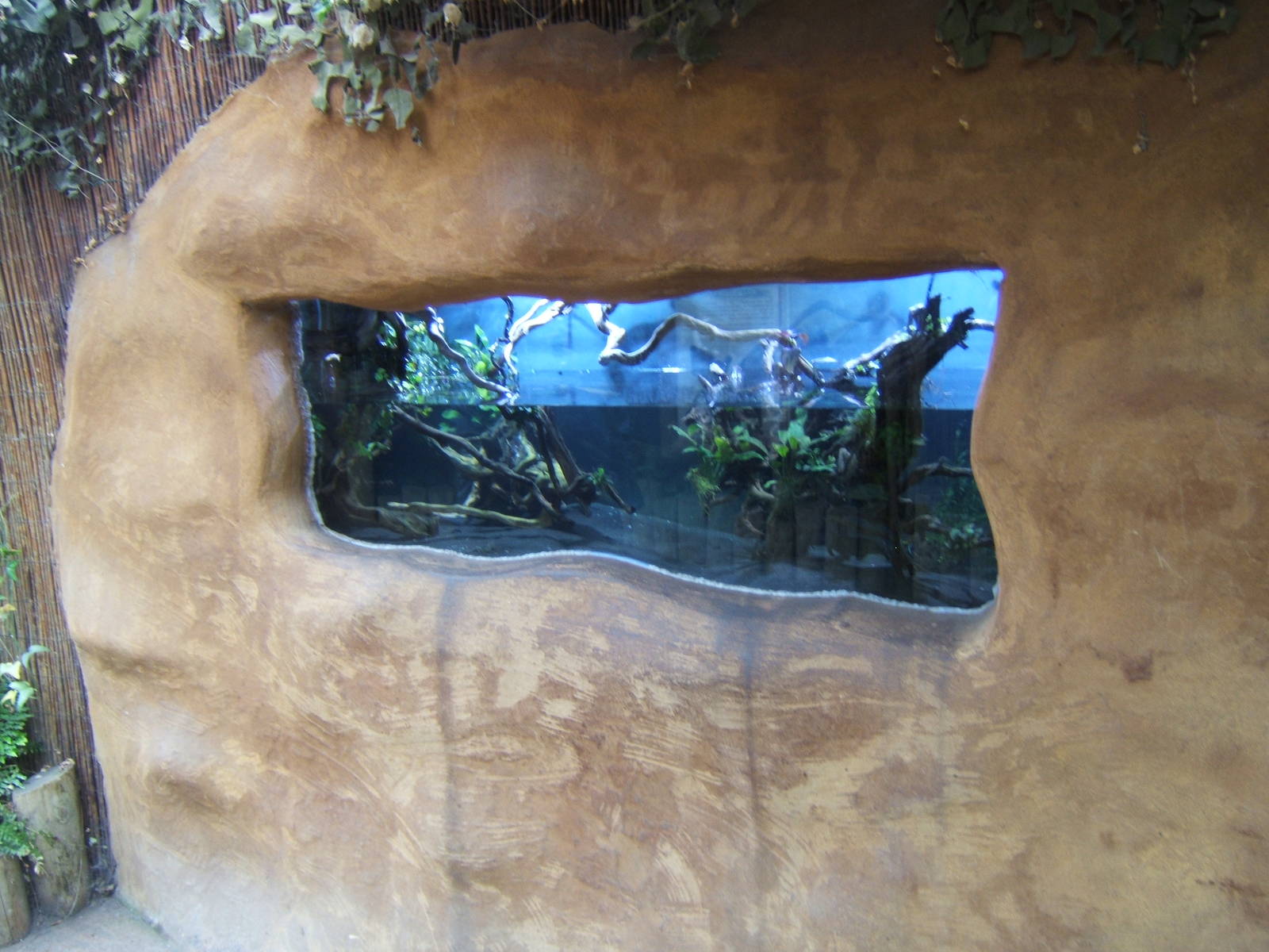 Elephant Trunkfish tank in the Secret World of the Okapi