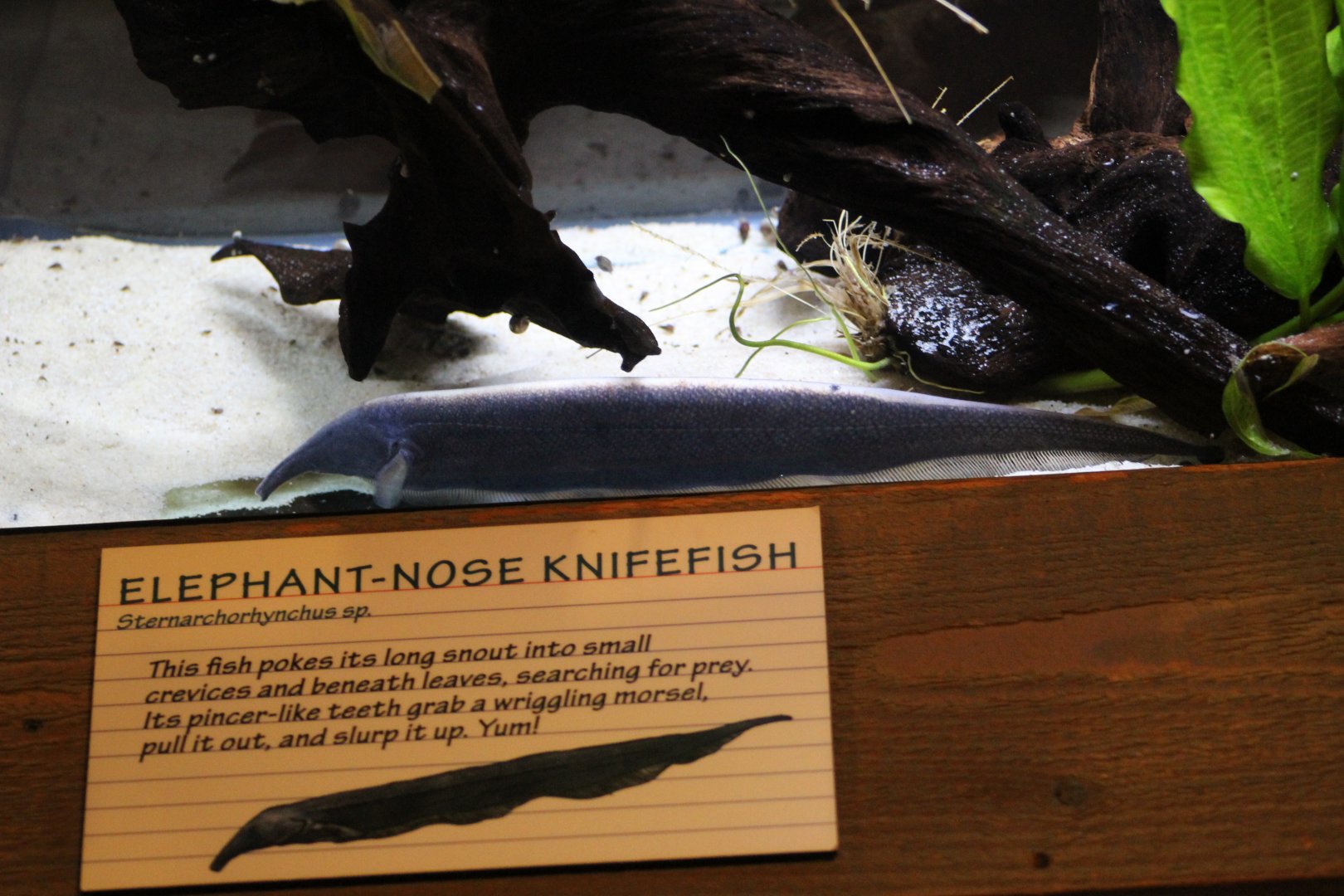 Elephant Tube-Snouted Ghost Knifefish