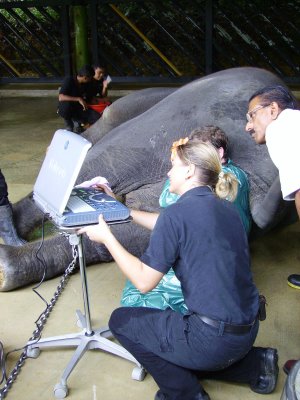 Elephant Ultrasound, Night Safari