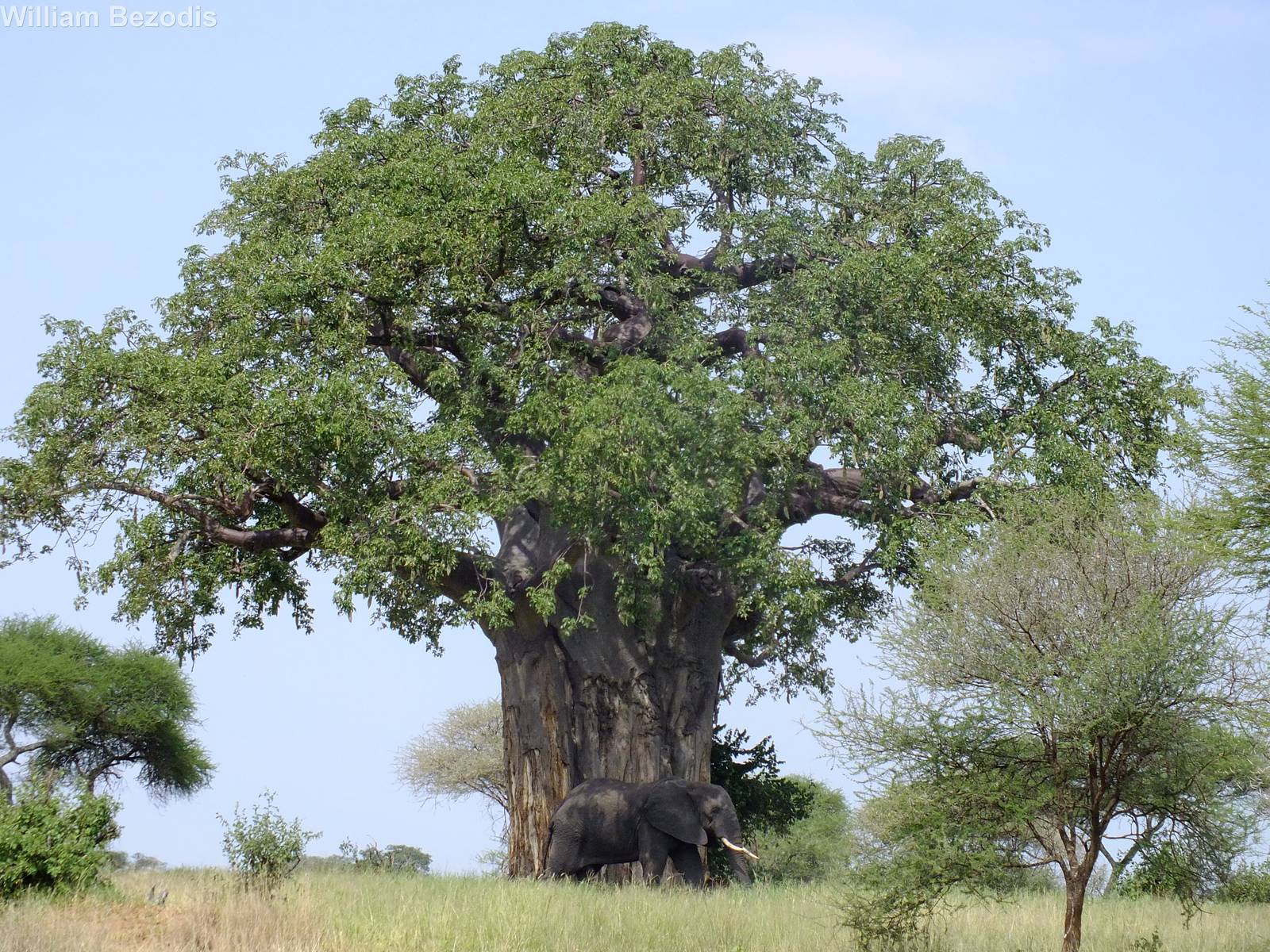Elephant Under a Baobab