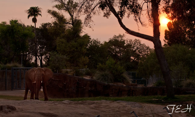 elephant under hazy sun