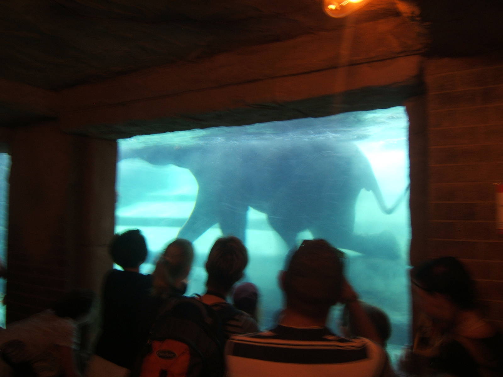 Elephant under water