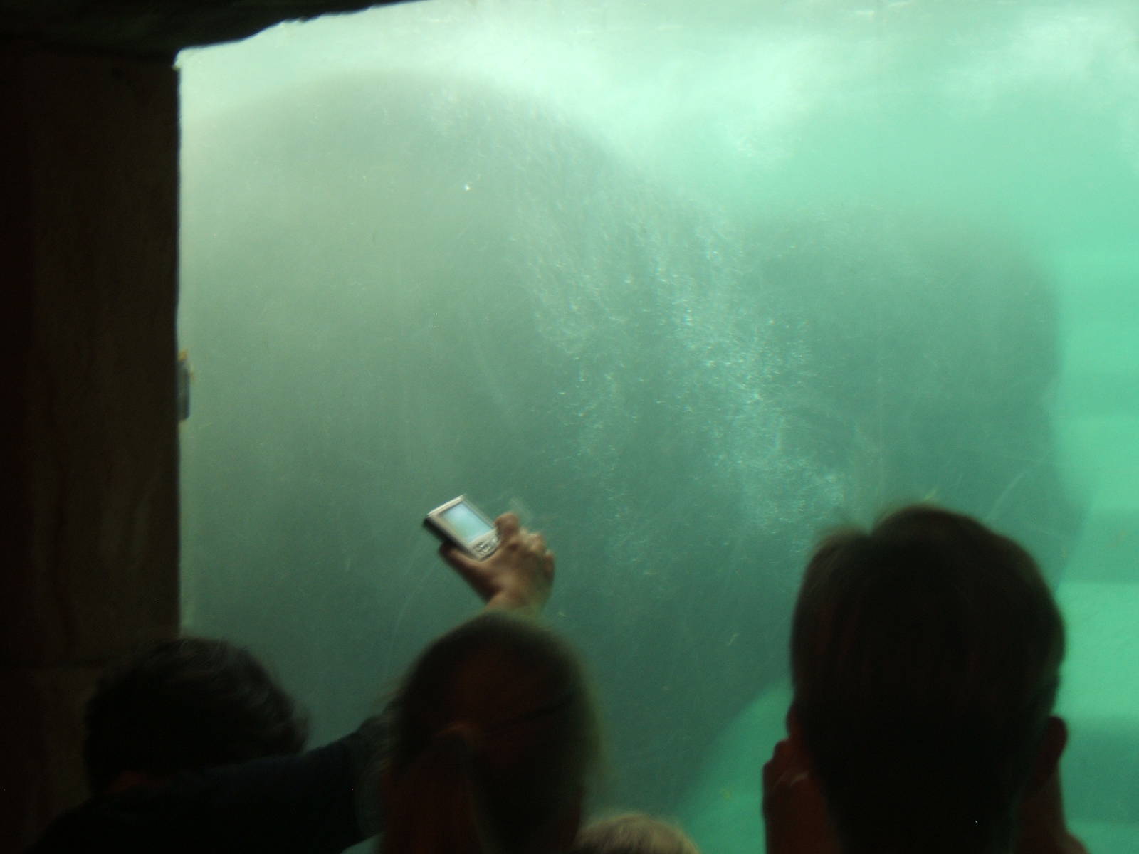 Elephant under water