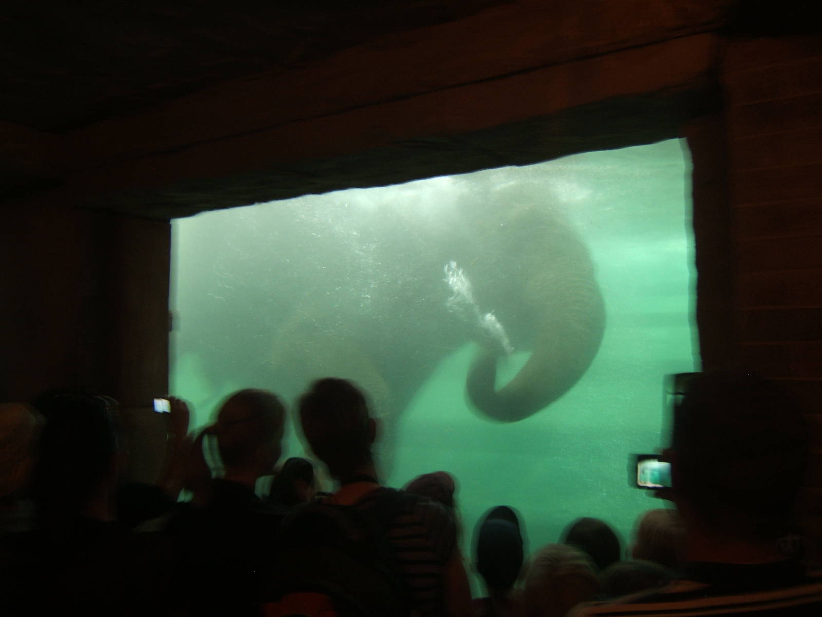 Elephant under water
