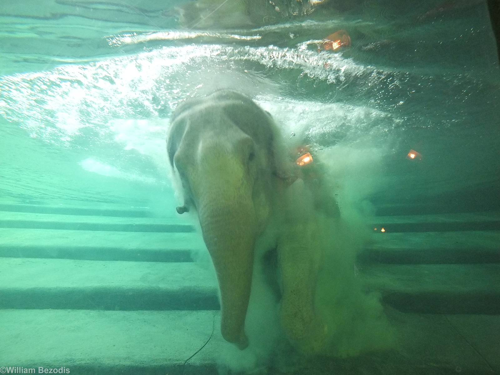Elephant Under Water
