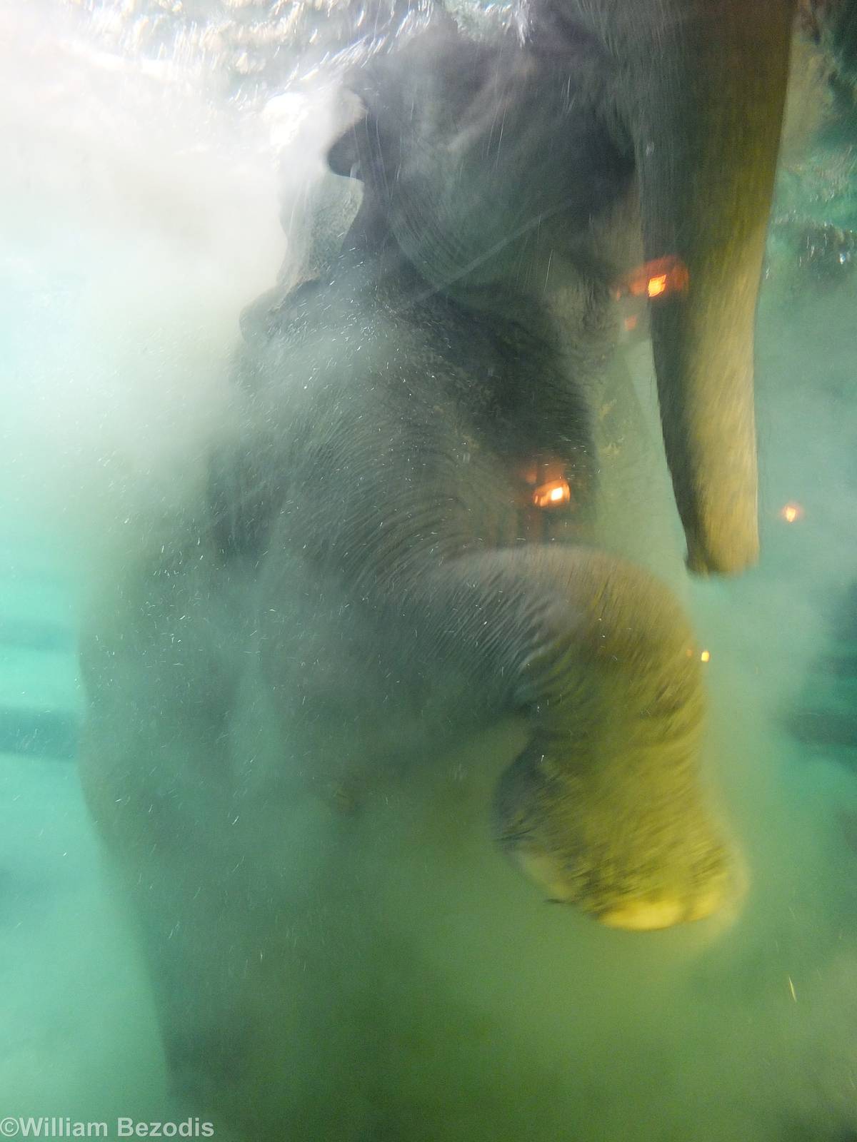 Elephant Under Water