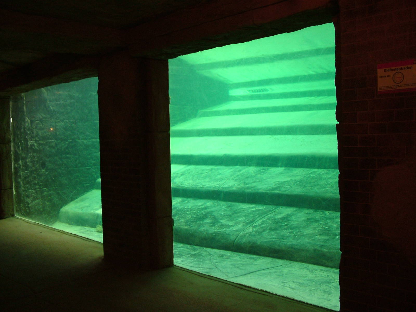 Elephant Underwater Viewing Window at Leipzig, 02/09/11