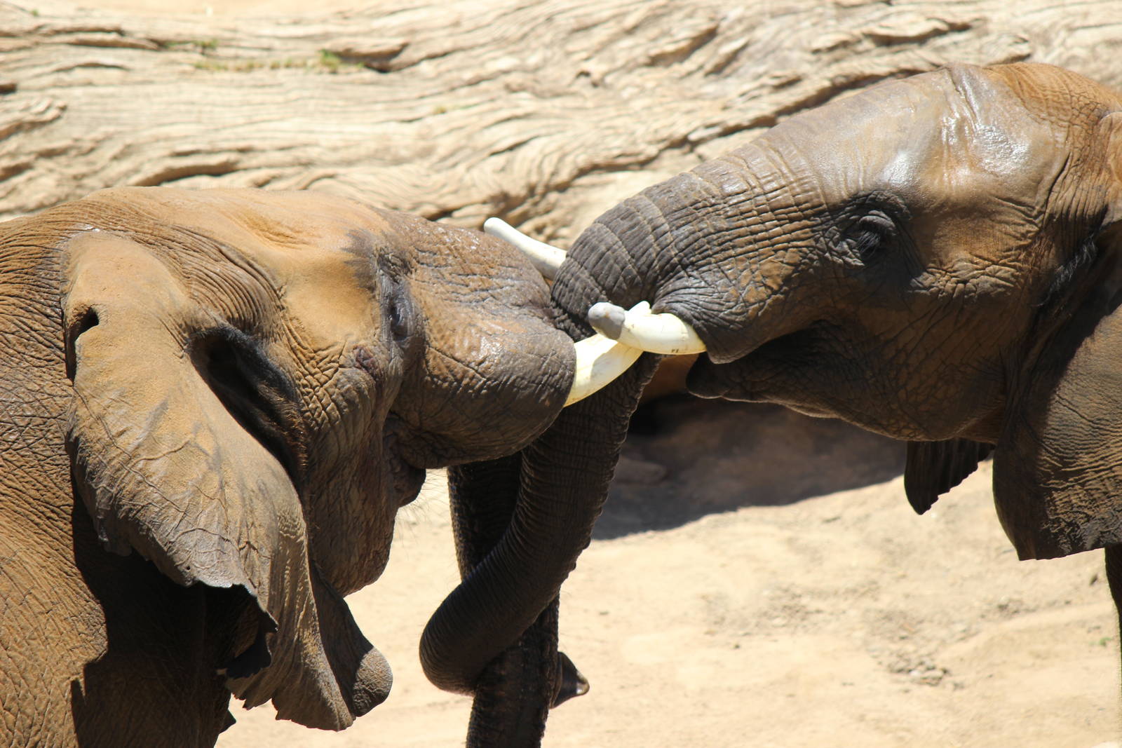 Elephant Valley - African Elephants