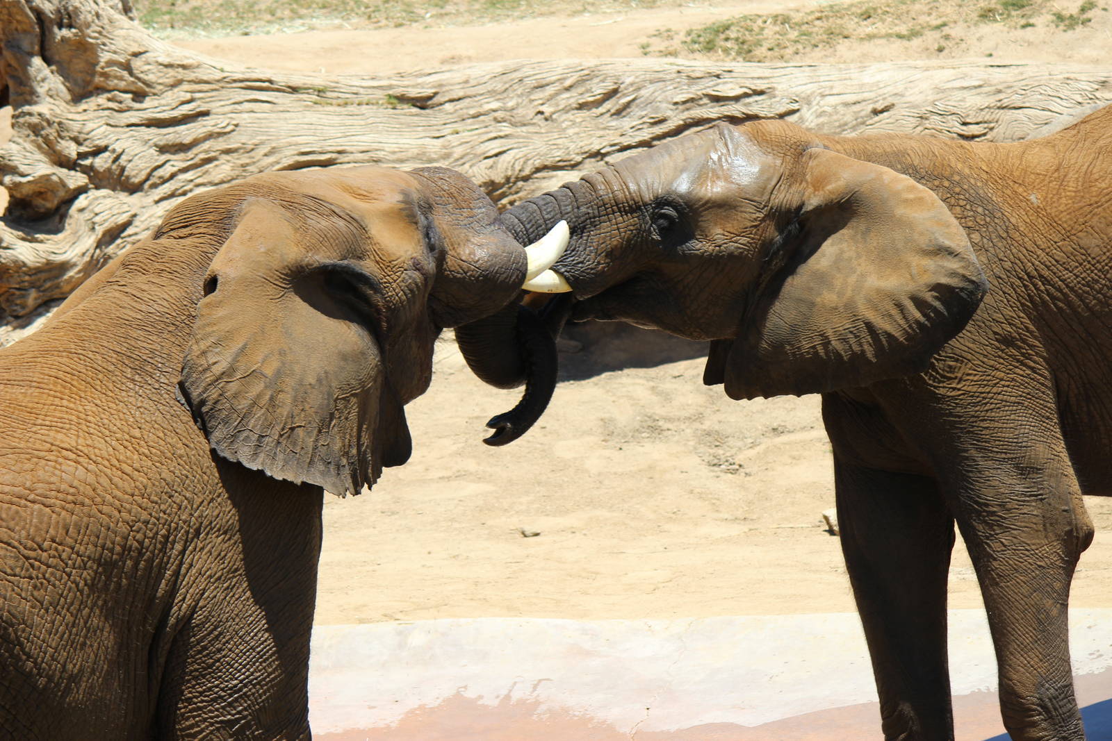 Elephant Valley - African Elephants