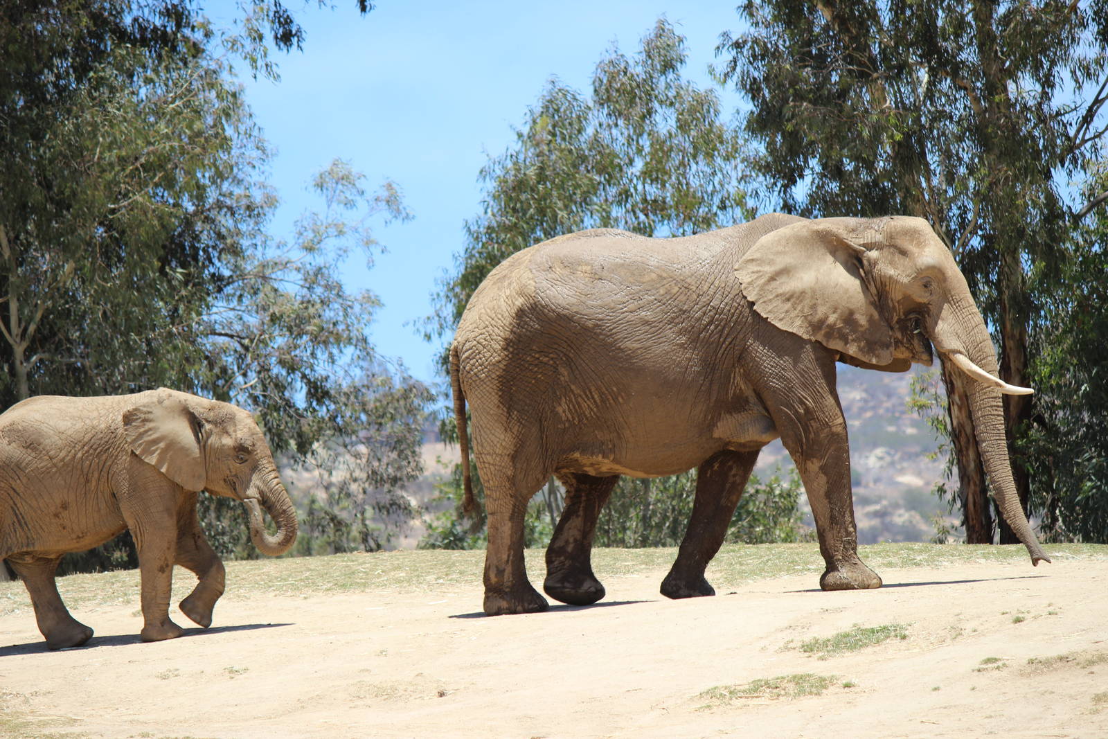 Elephant Valley - African Elephants