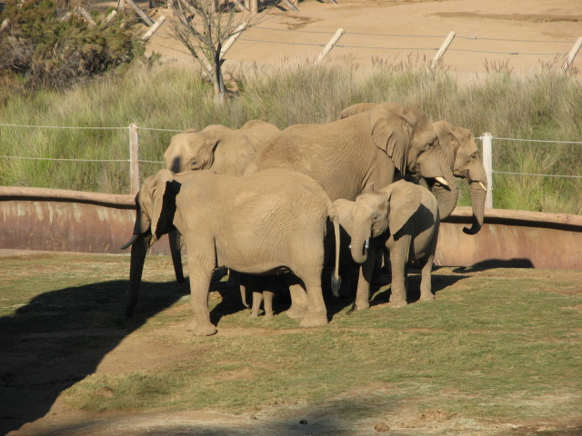 Elephant Valley - South African Bush Elephant