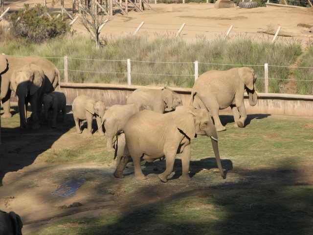 Elephant Valley - South African Bush Elephant