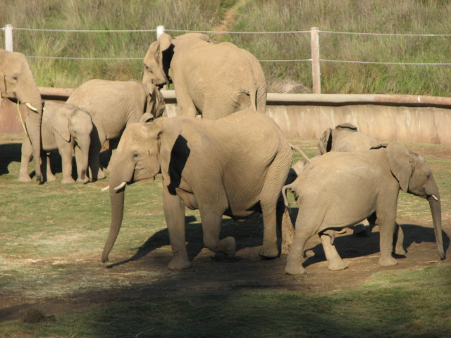 Elephant Valley - South African Bush Elephant
