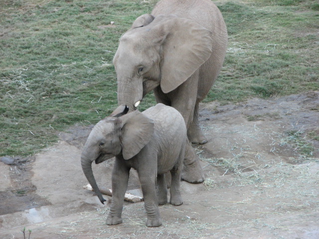 Elephant Valley - South African Bush Elephant