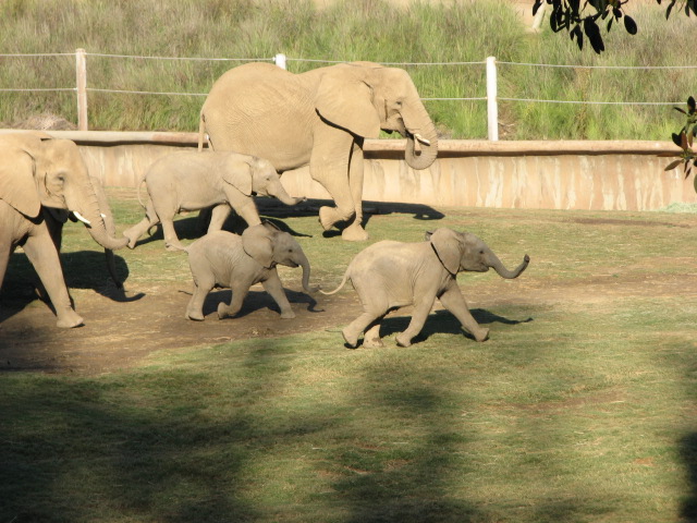 Elephant Valley - South African Bush Elephant