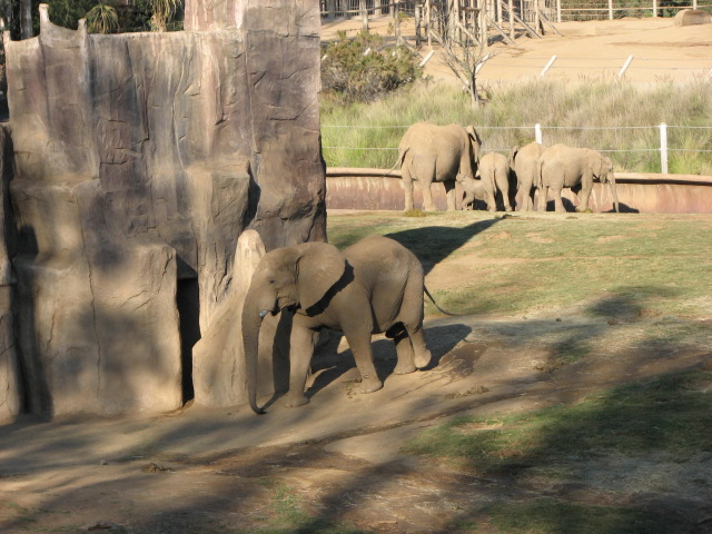 Elephant Valley - South African Bush Elephant