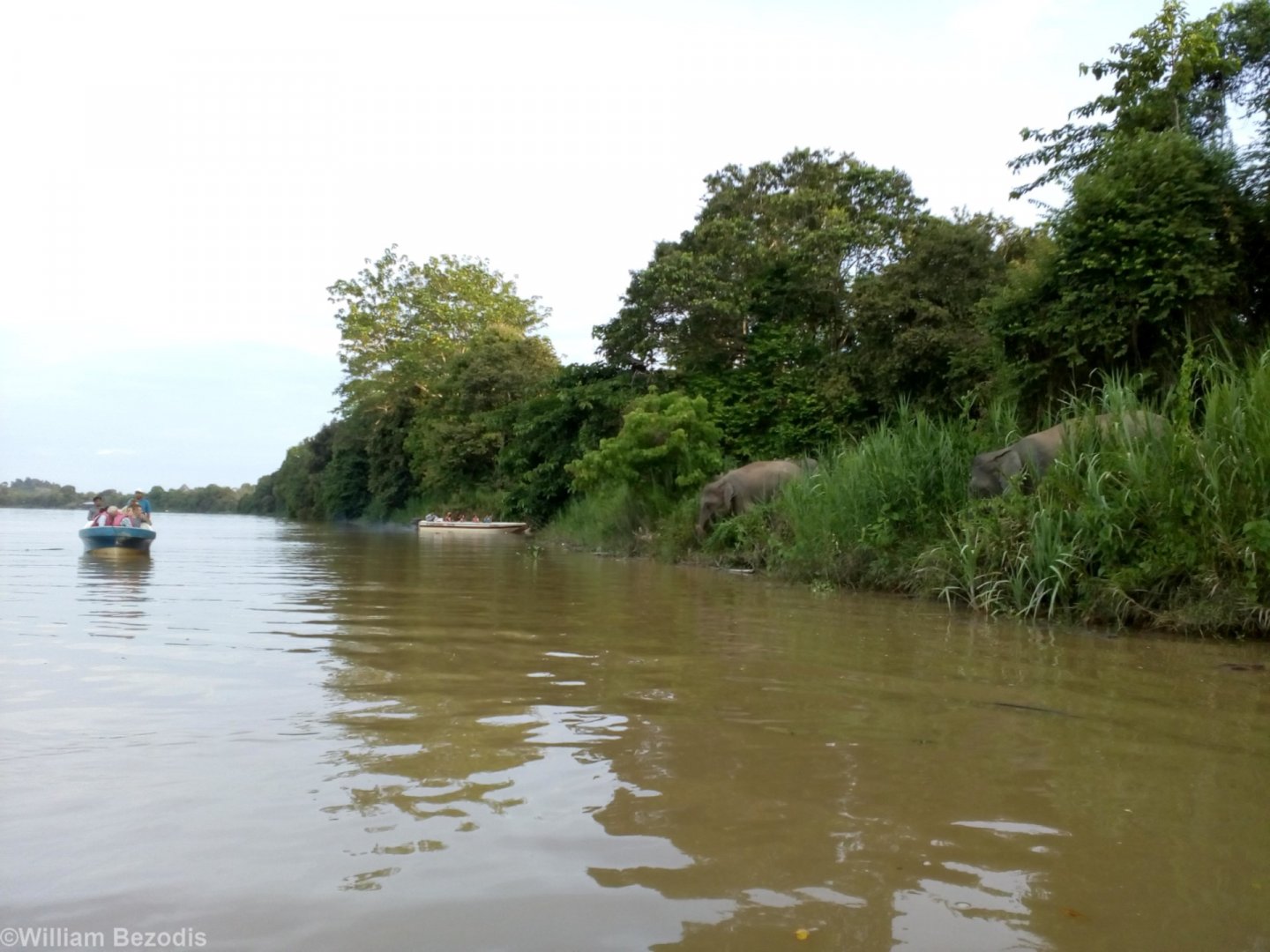 Elephant Viewing at the Kinabatangan