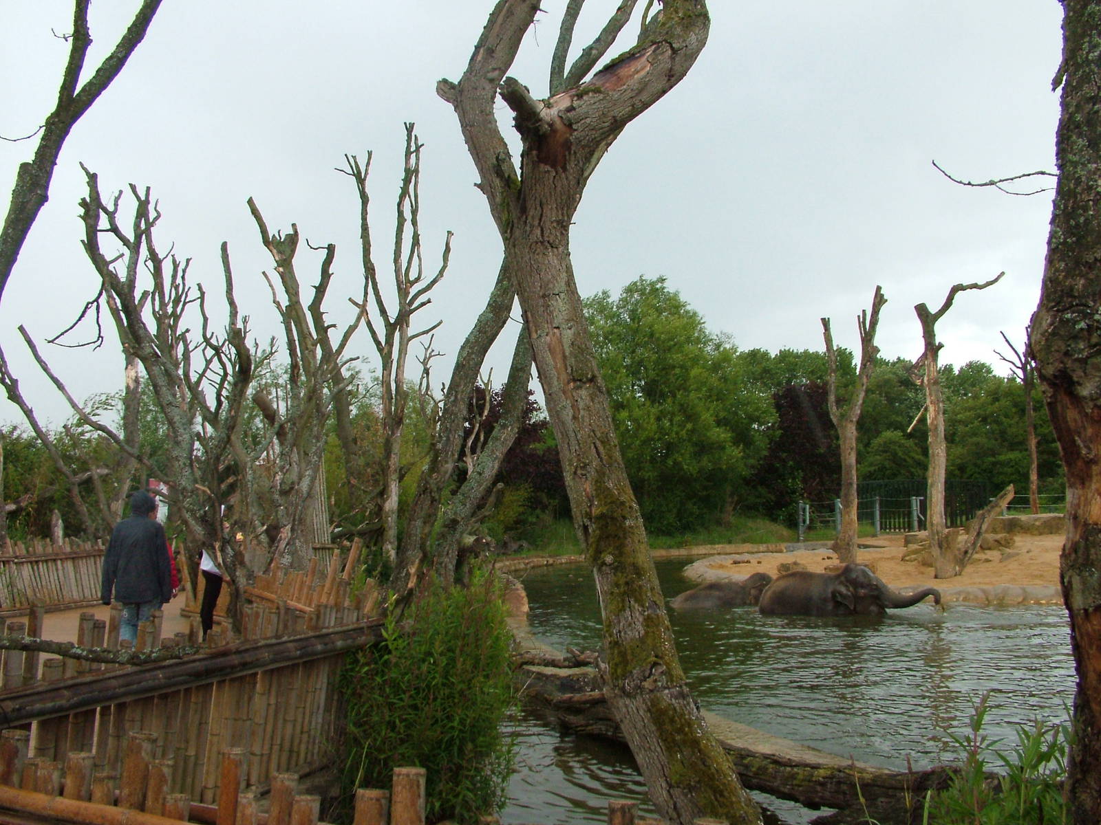 Elephant Viewing at Twycross, 18/06/11