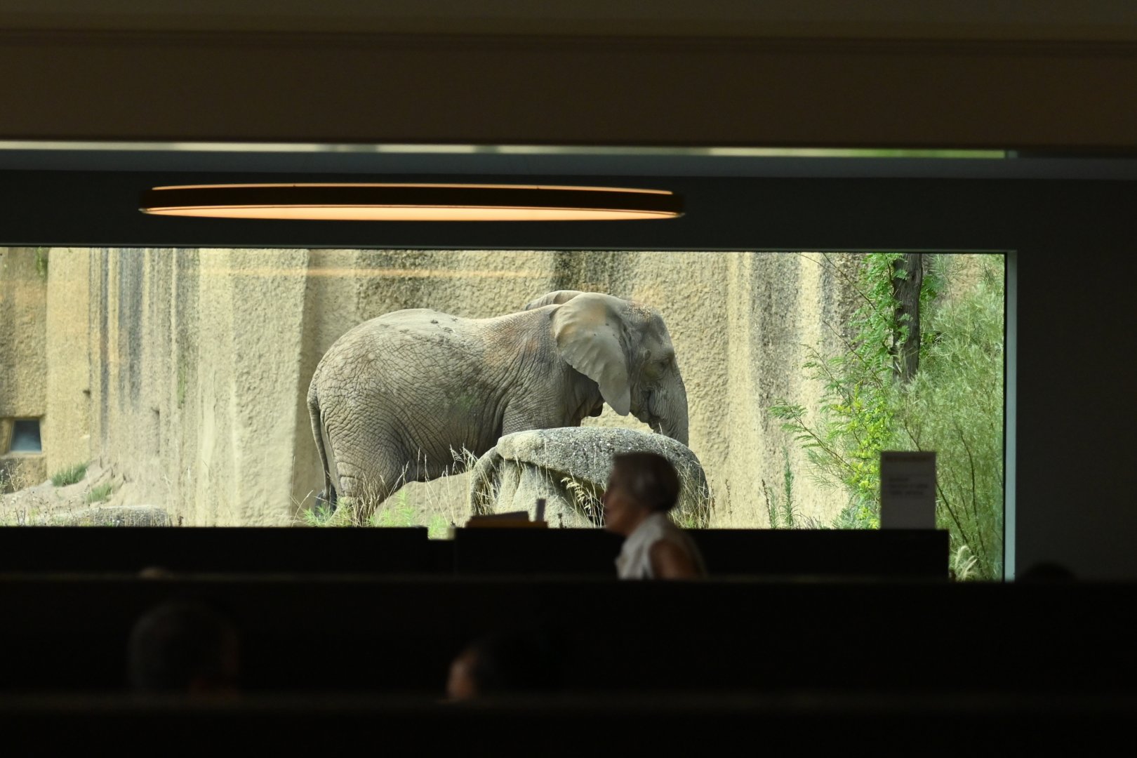 Elephant viewing from the restaurant