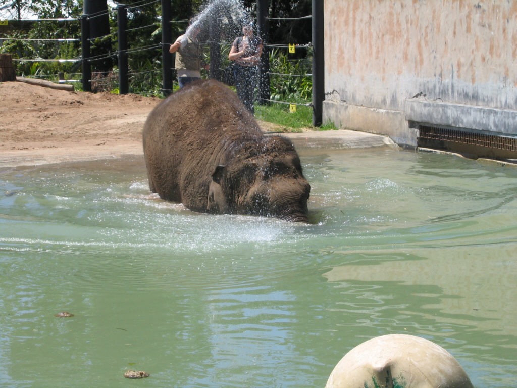Elephant Village - Melbourne Zoo