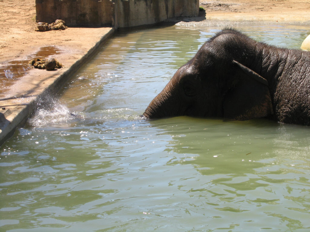 Elephant Village - Melbourne Zoo