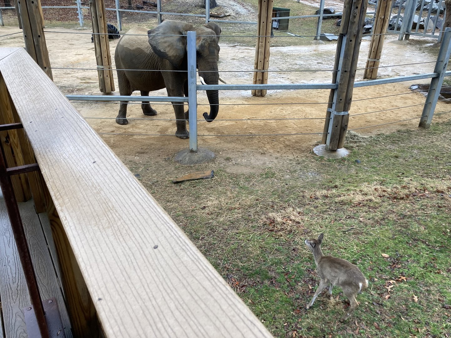 Elephant vs. Deer