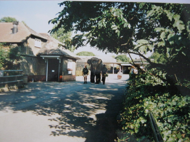 Elephant walk 6/10/99