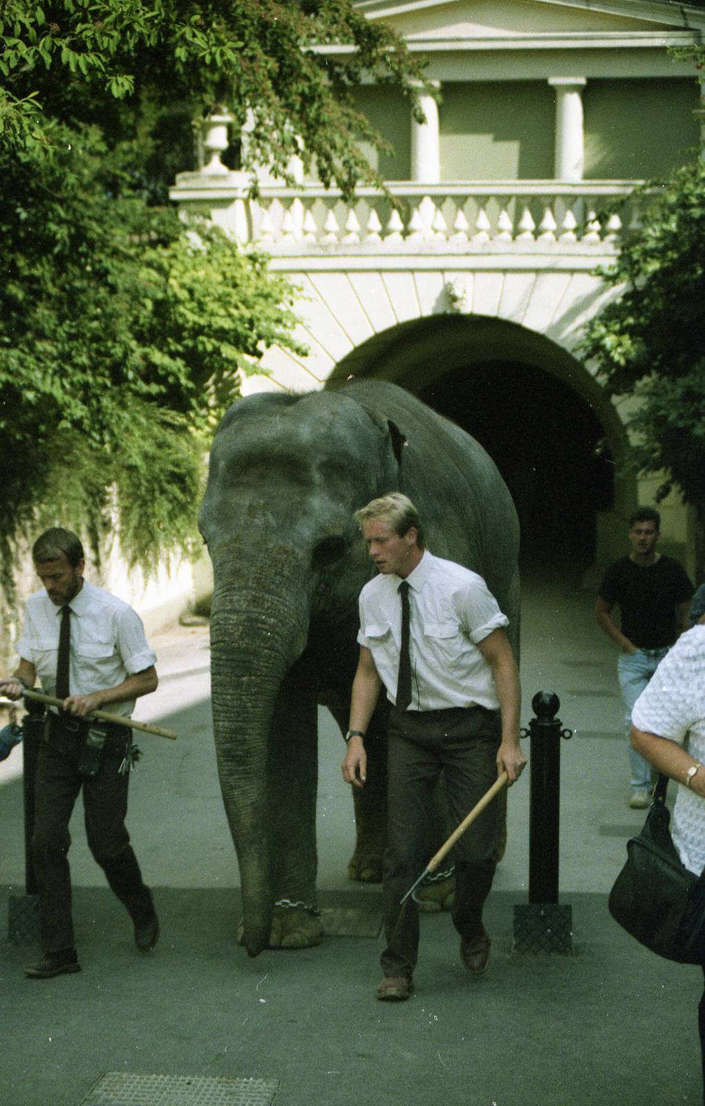 Elephant walking to display arena