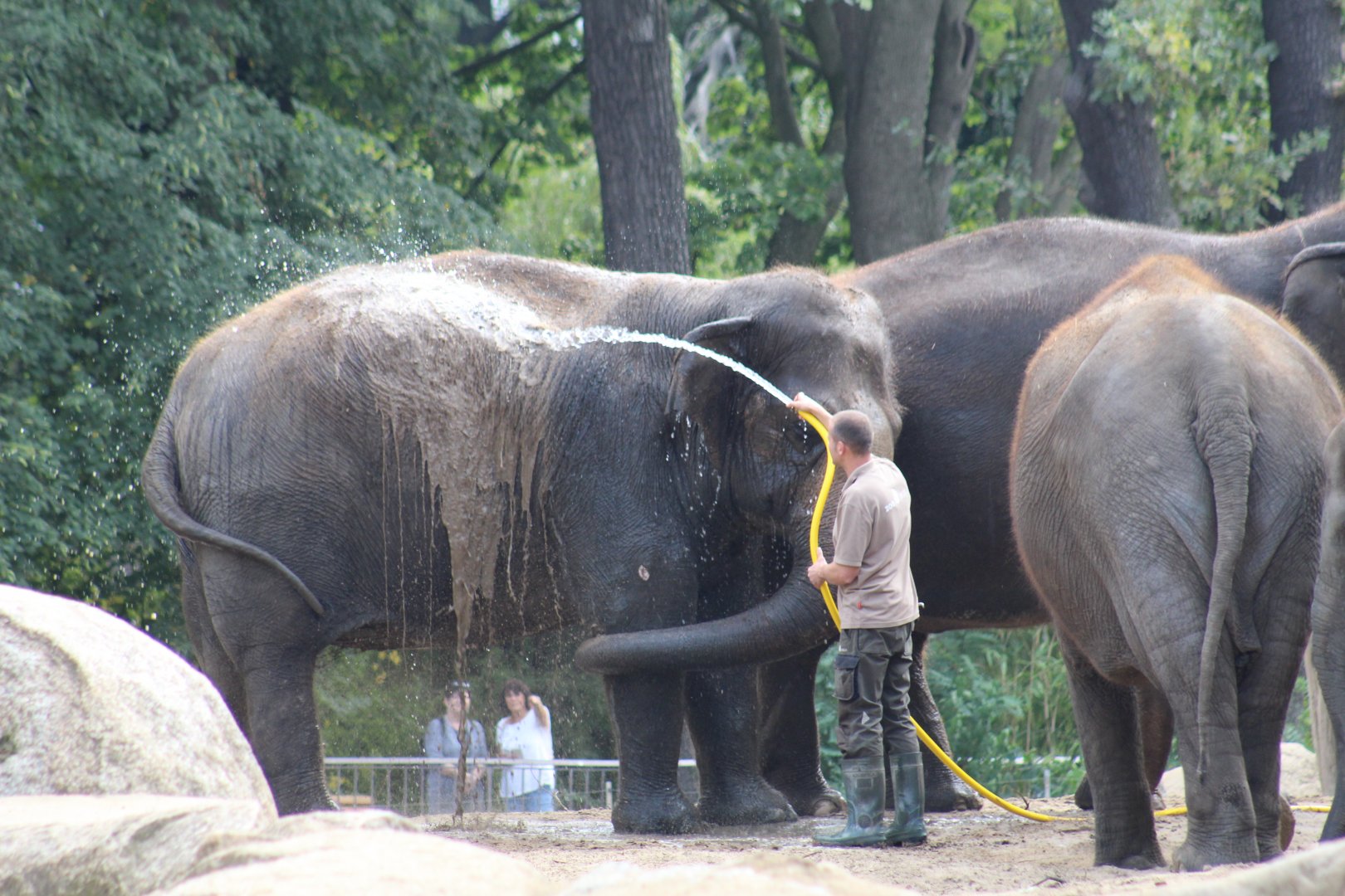 Elephant Washing
