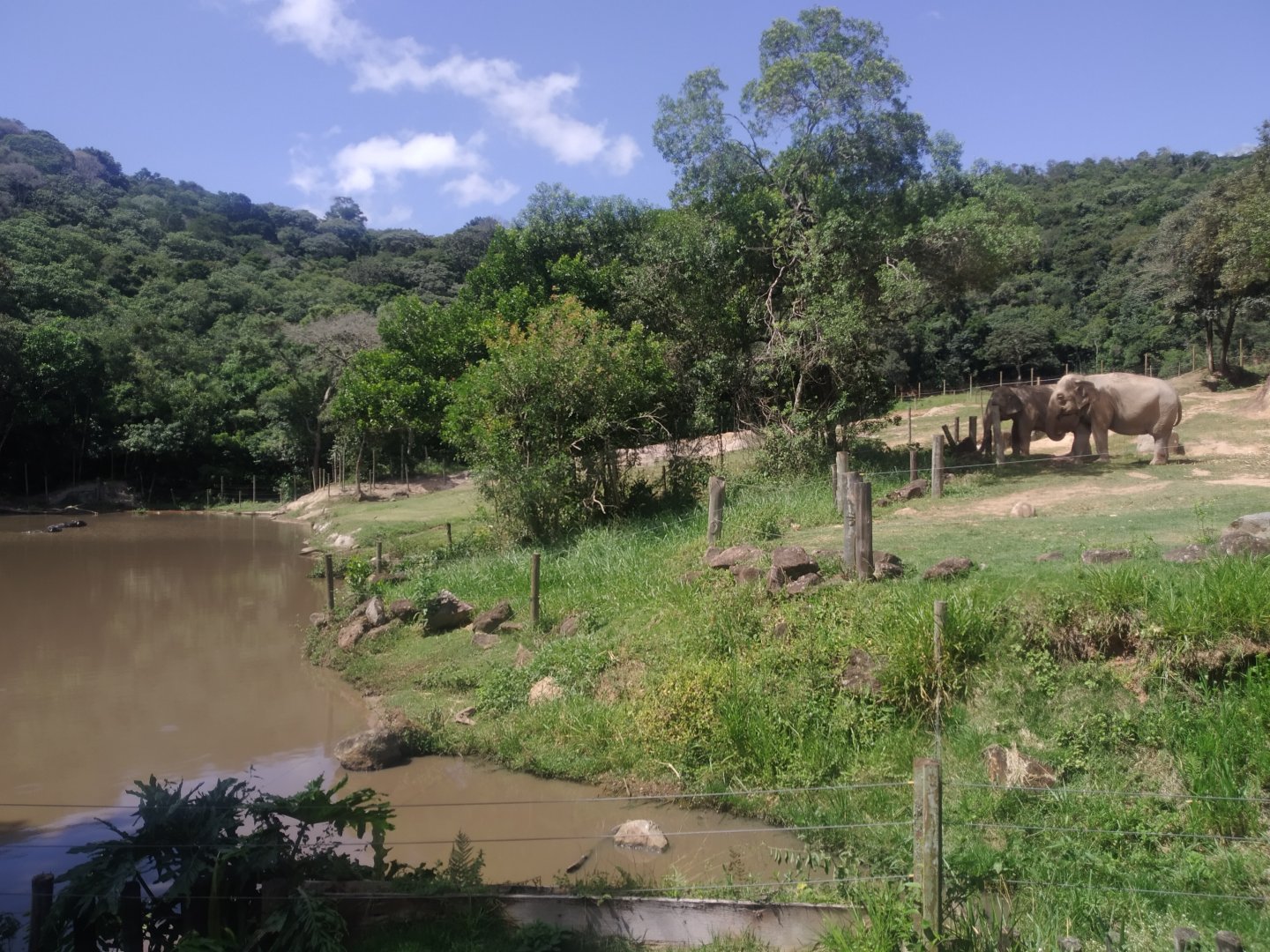Elephant - Water buffalo and hippopotamus complex