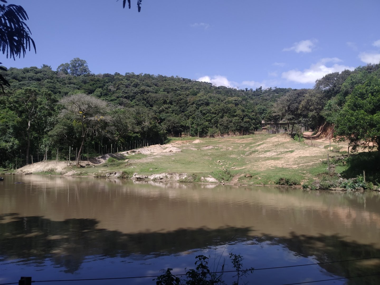 Elephant - Water buffalo and hippopotamus complex