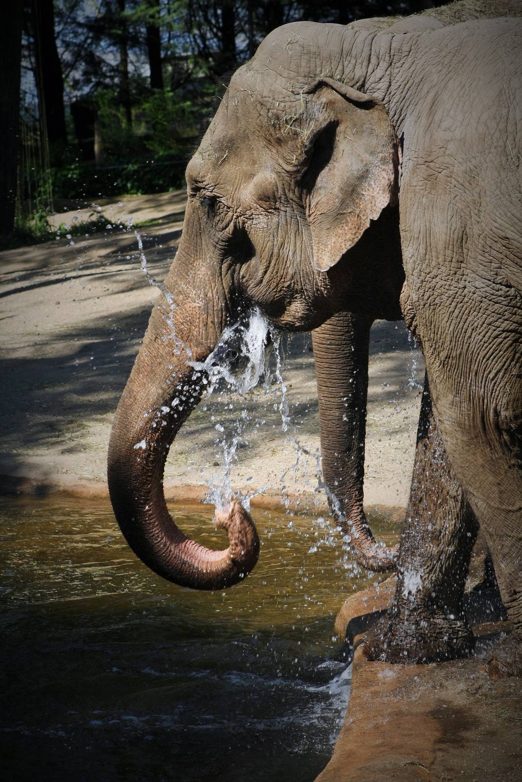 Elephant Water Fun