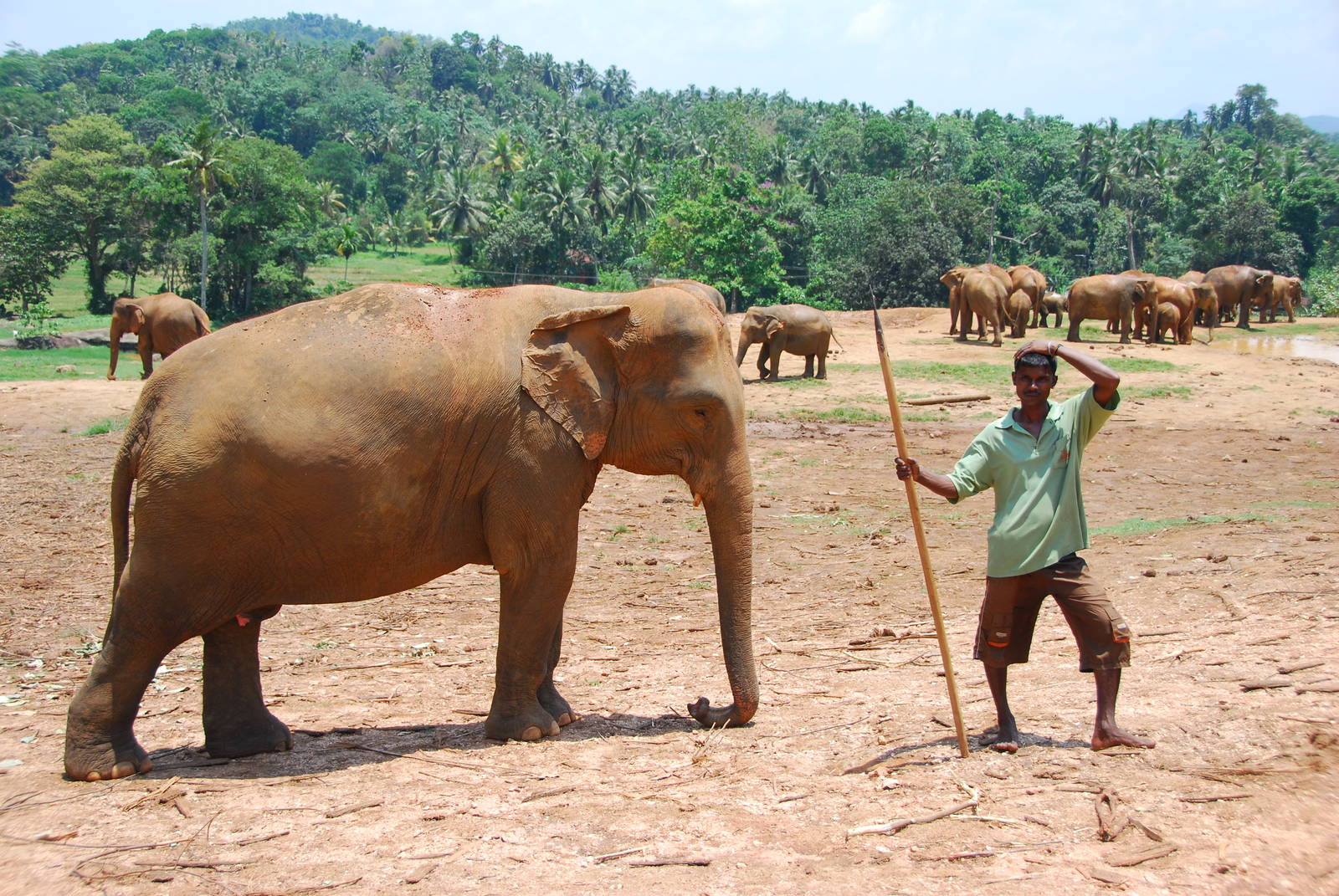 Elephant with mahout