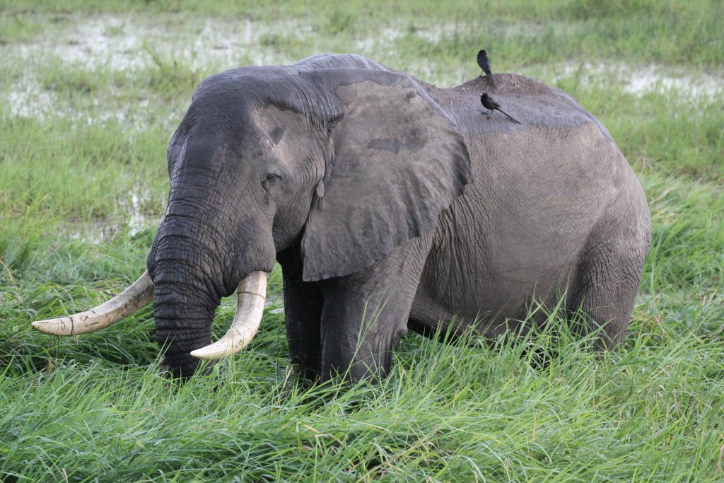 Elephant with Piapiacs