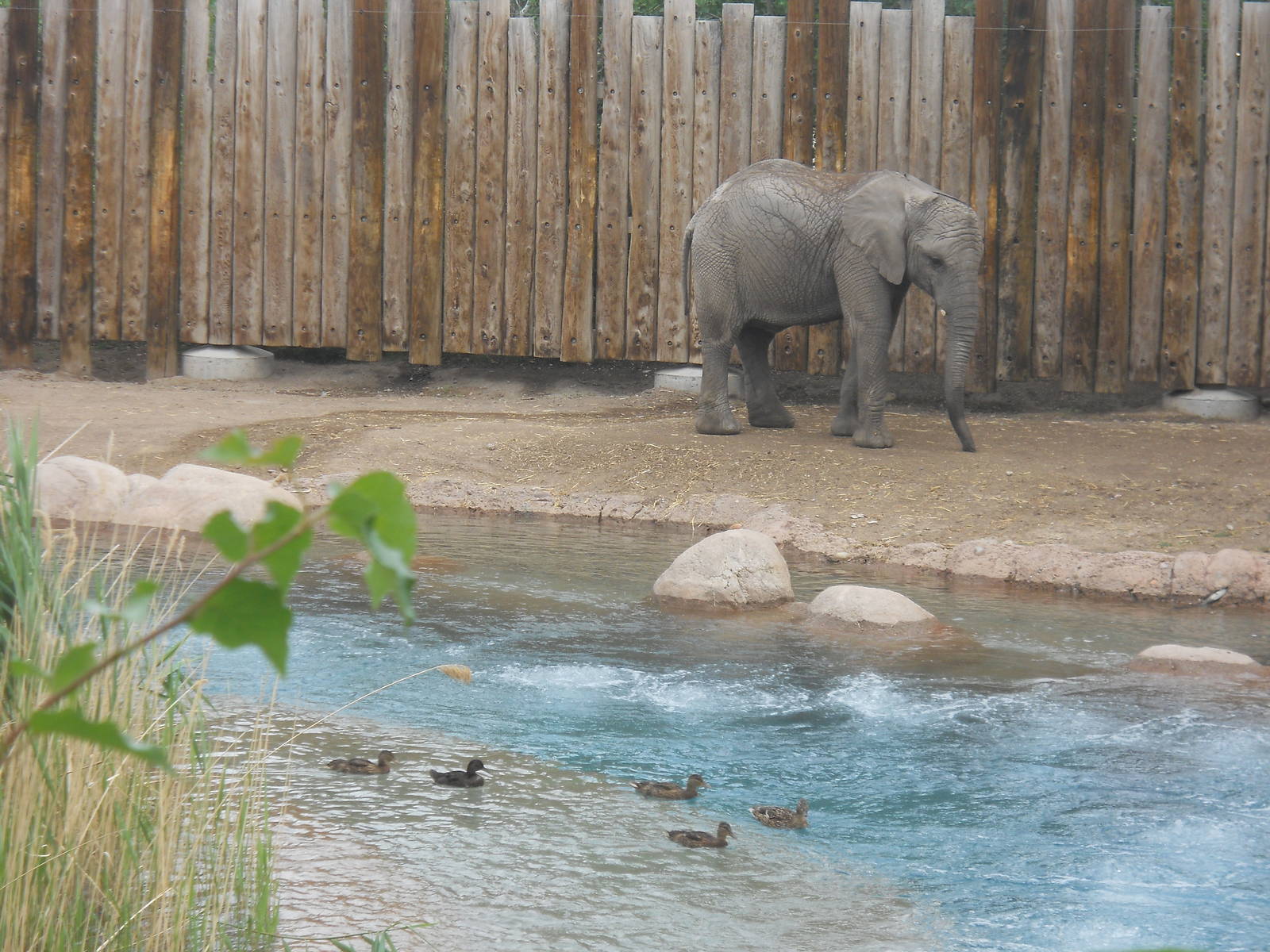 Elephant with wild mallards