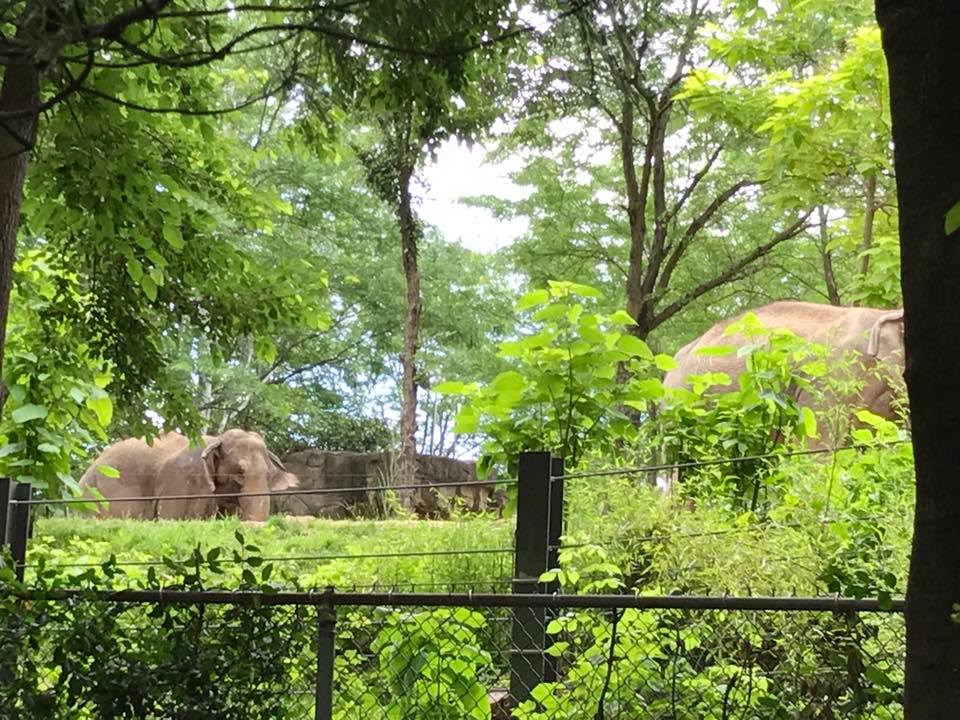 Elephant Woods- View from Children's Zoo