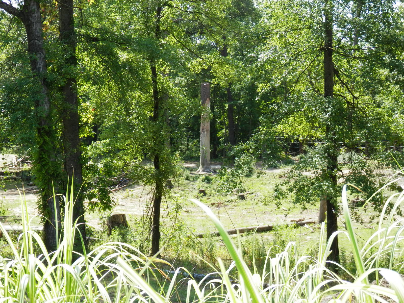 elephant yard from giraffe deck