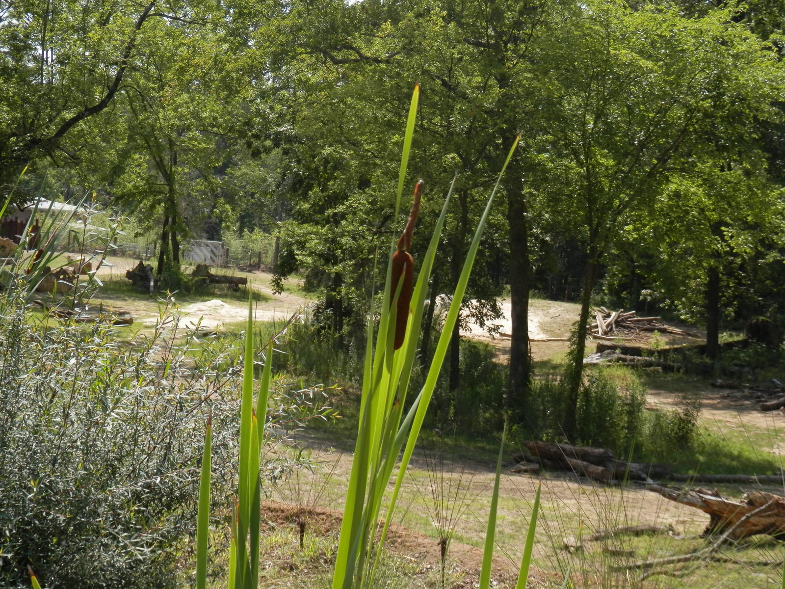 elephant yard looking from giraffe deck