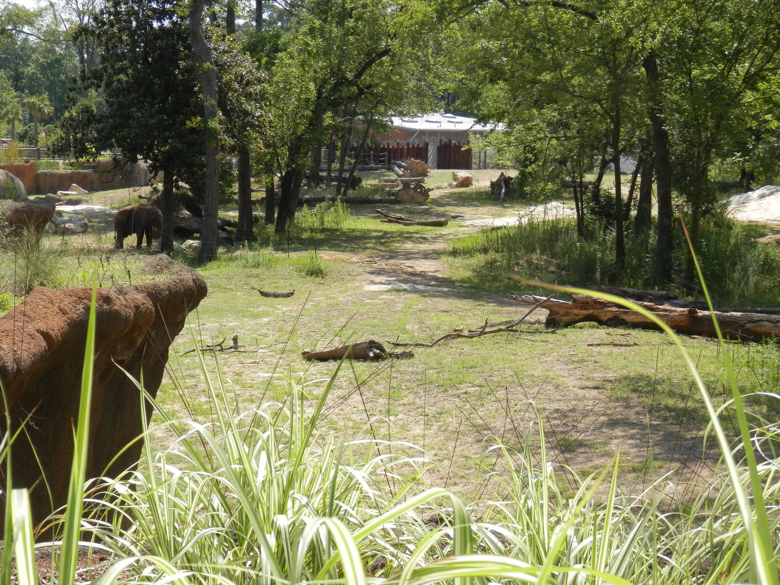 elephant yard looking from giraffe deck