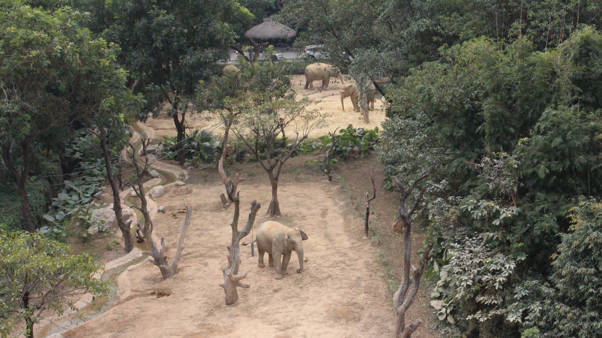 Elephant yard