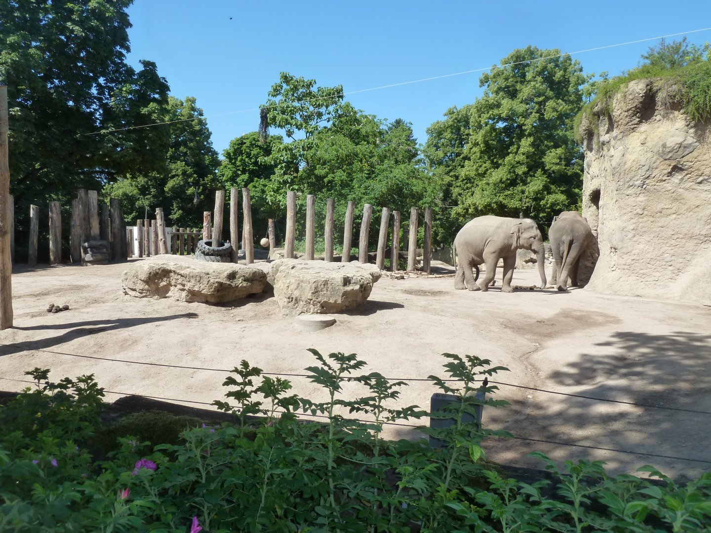 Elephant yard