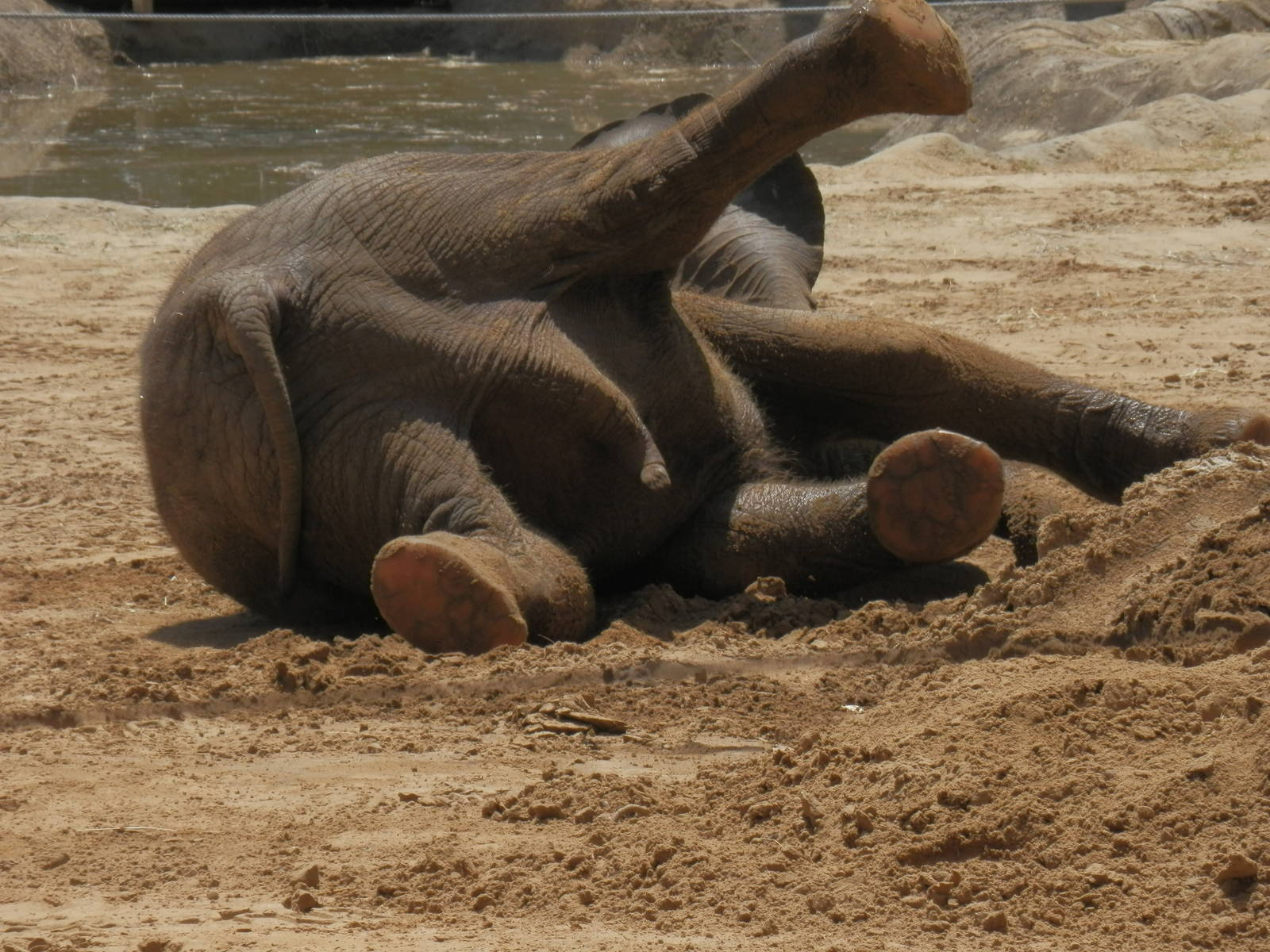 elephant yoga