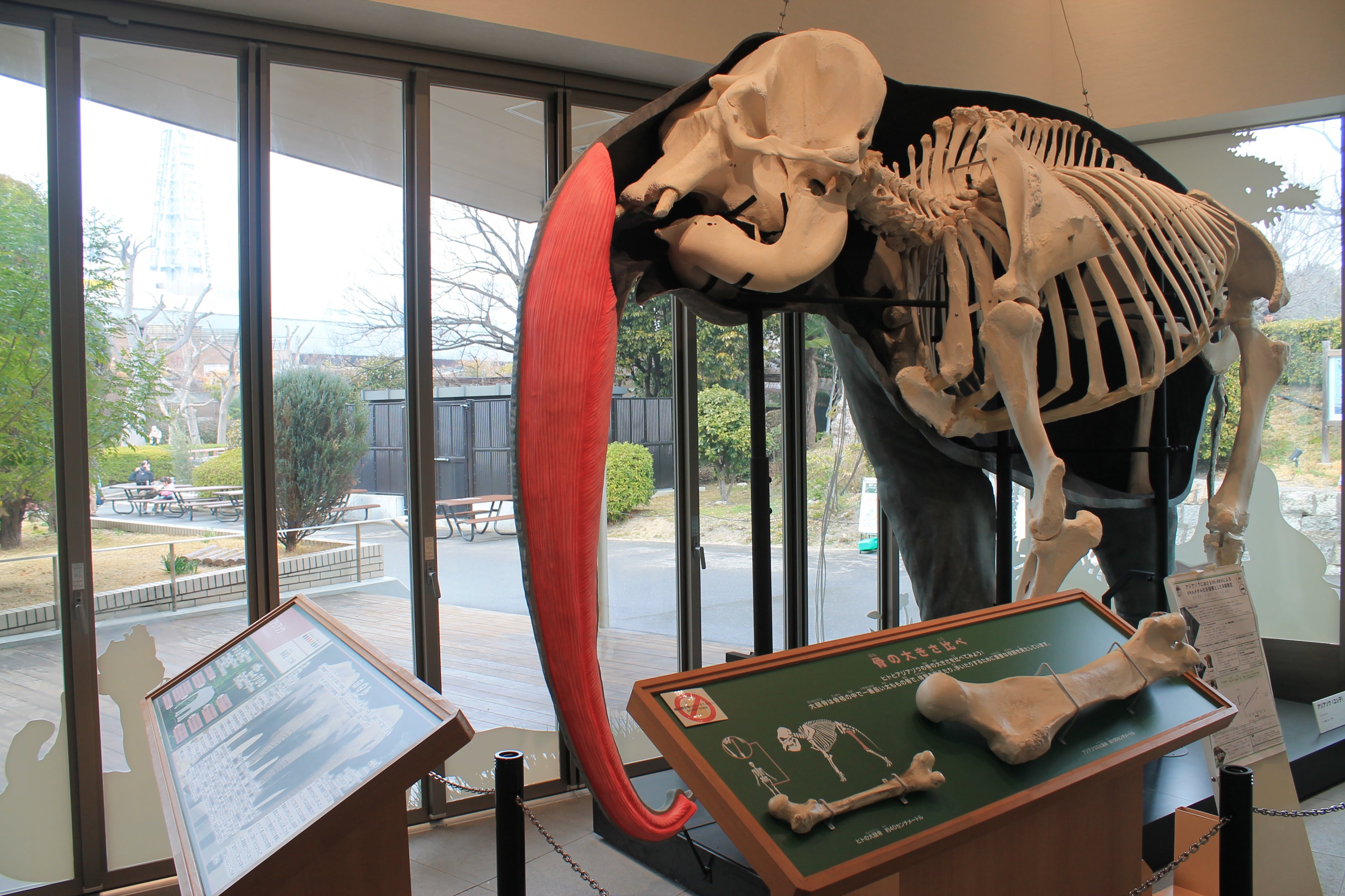 Elephant, zoo museum