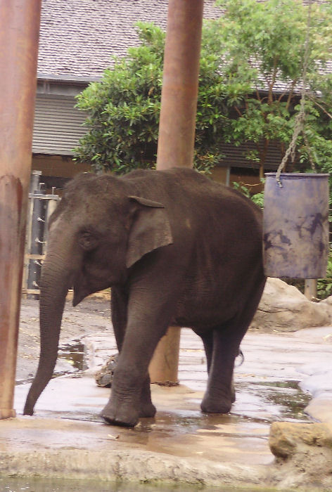 Elephant.