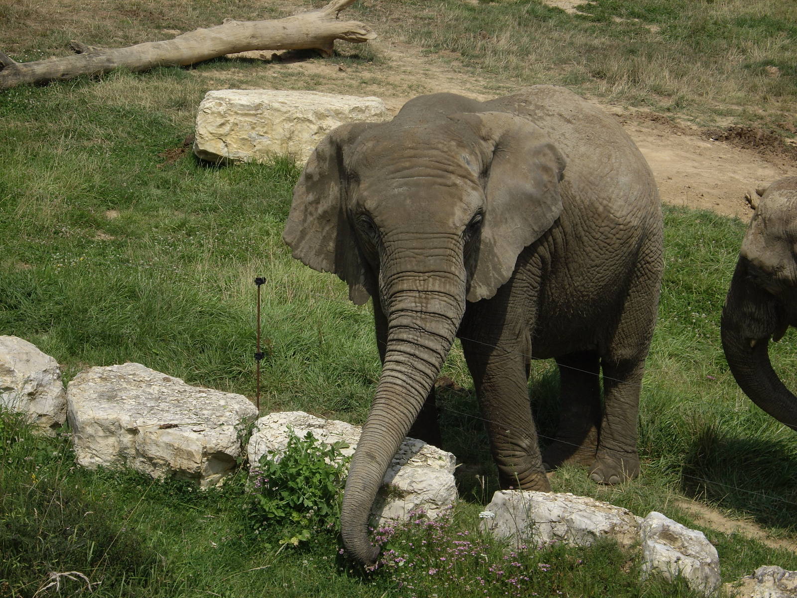 elephant