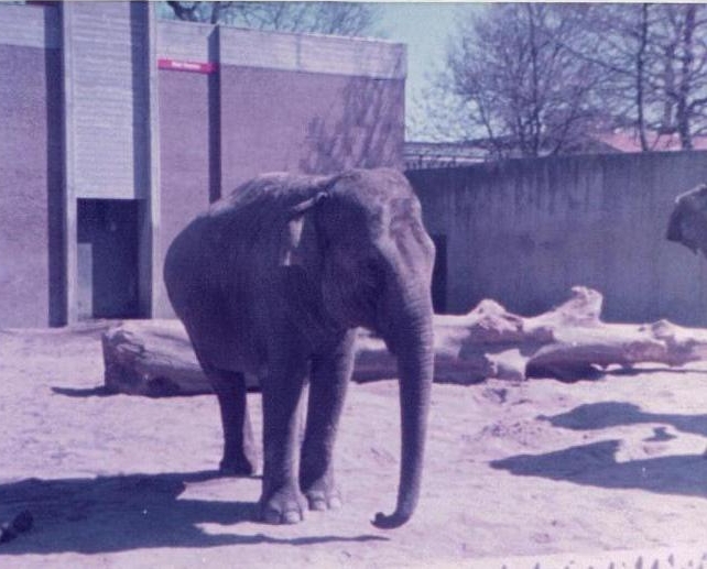 elephant_1982