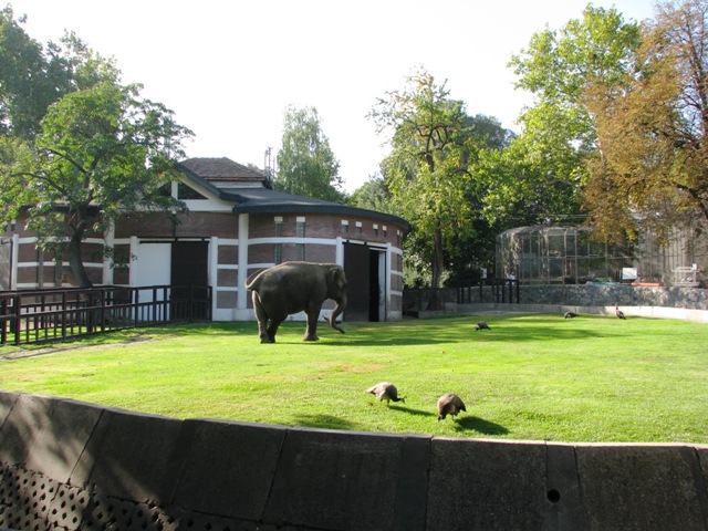 Elephant_enclosure